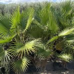 Mexická palma (Washingtonia Robusta) – výška kmeňa 20-30 cm, celková výška 80-100 cm, kont. C10L (-4°C) 